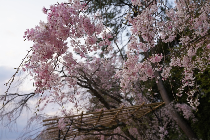 京都_桜_2020_48　半木の道　No18