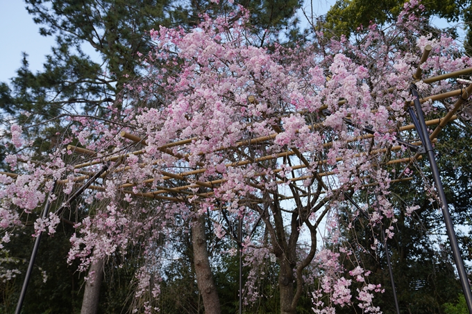 京都_桜_2020_48　半木の道　No19