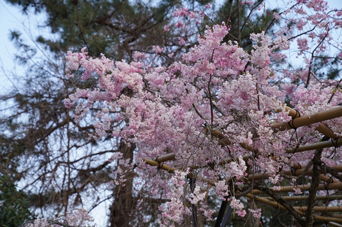 京都_桜_2020_48　半木の道　No20