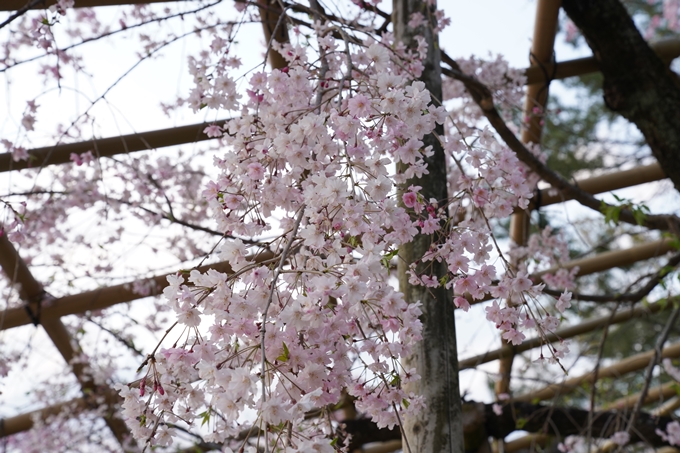 京都_桜_2020_48　半木の道　No21