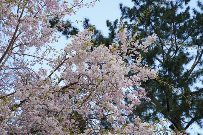 京都_桜_2020_48　半木の道　No22