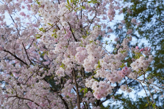 京都_桜_2020_48　半木の道　No24