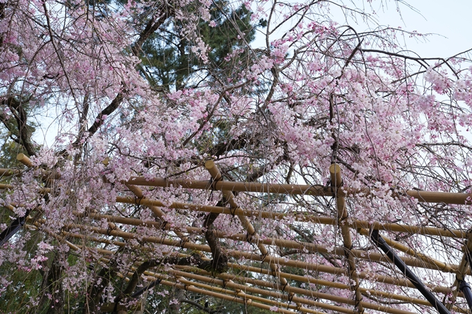 京都_桜_2020_48　半木の道　No25