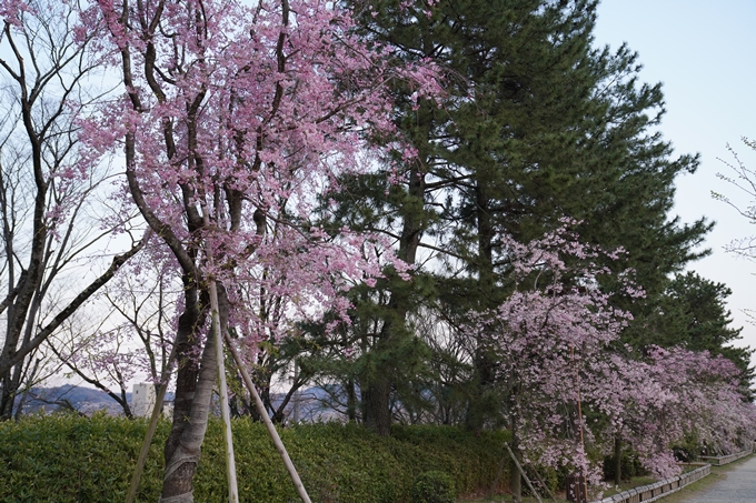 京都_桜_2020_48　半木の道　No26