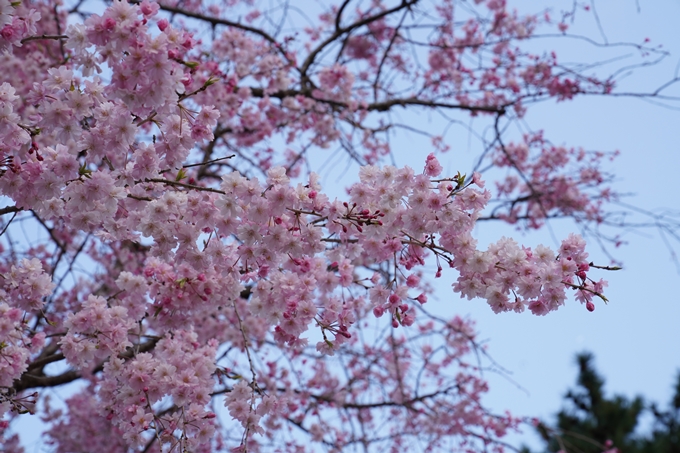 京都_桜_2020_48　半木の道　No27