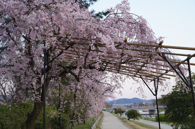 京都_桜_2020_48　半木の道　No28