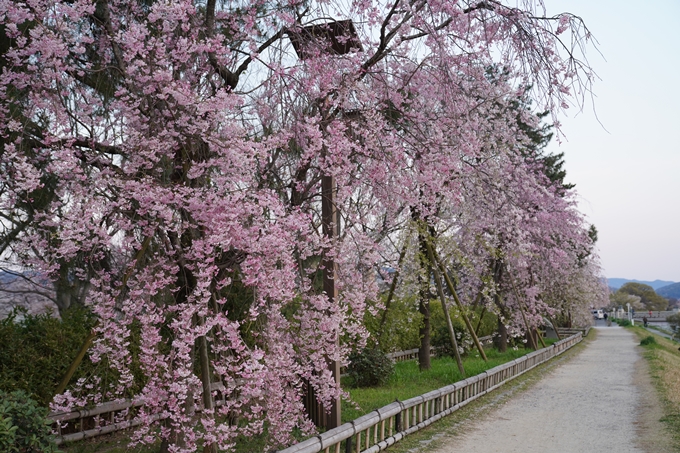 京都_桜_2020_48　半木の道　No29