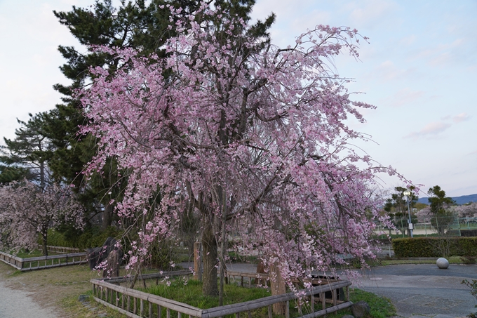 京都_桜_2020_48　半木の道　No30