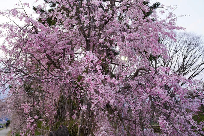 京都_桜_2020_48　半木の道　No31