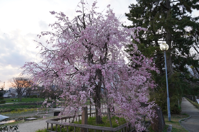 京都_桜_2020_48　半木の道　No32