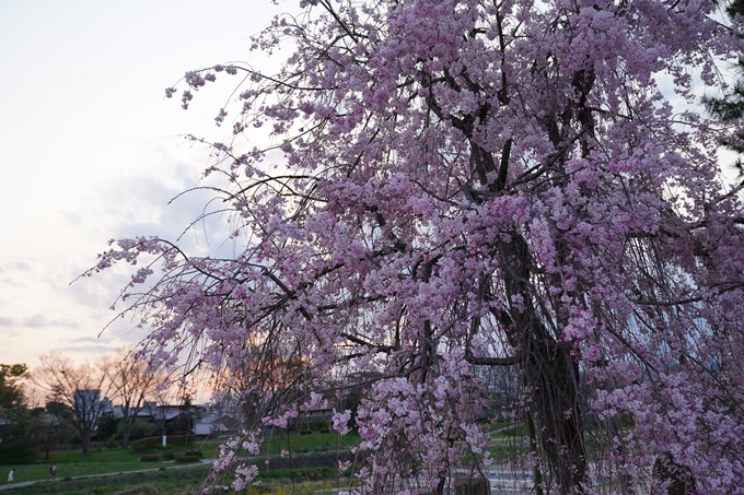 京都_桜_2020_48　半木の道　No33