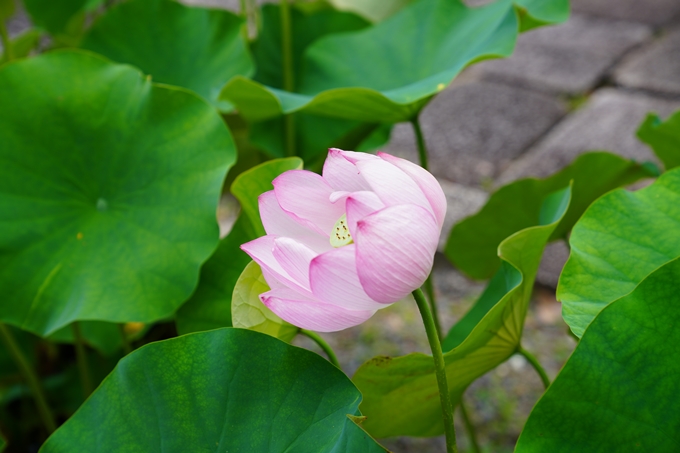 夏越の大祓_2020　No8