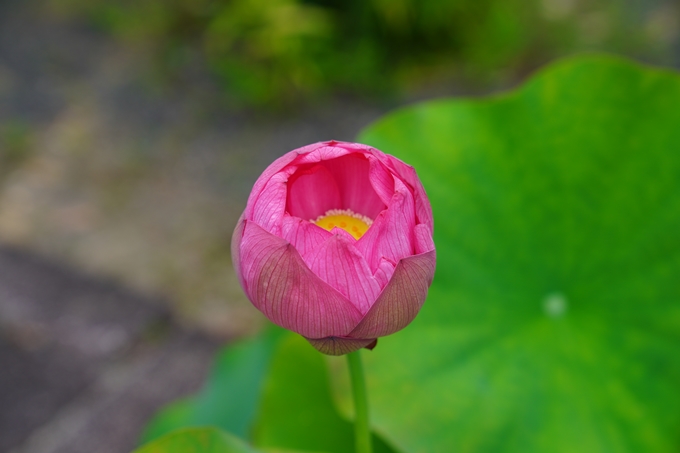 夏越の大祓_2020　No9