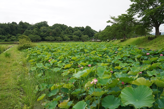 平の沢池_ハス　No9