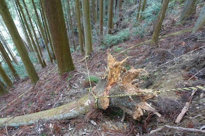 唐櫃越え_トロッコ保津峡　No89