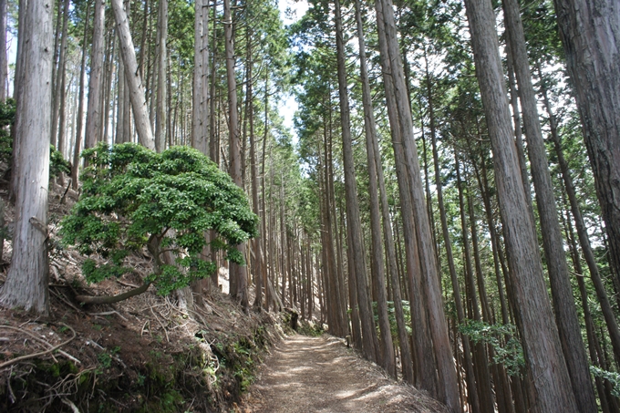 竜ヶ岳_サカサマ峠　No26