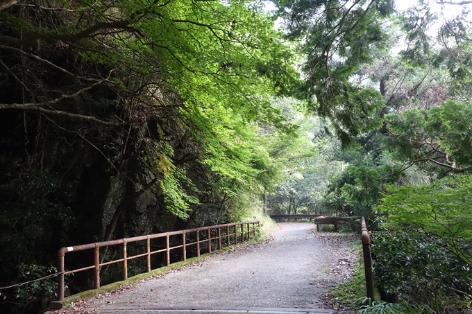 愛宕山_梨木谷林道　No15