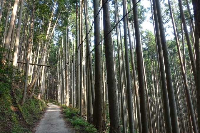 愛宕山_梨木谷林道　No20