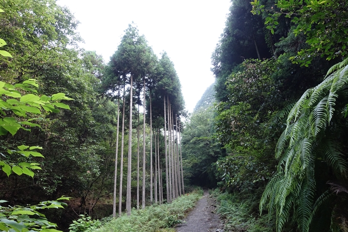 愛宕山_梨木谷林道　No28