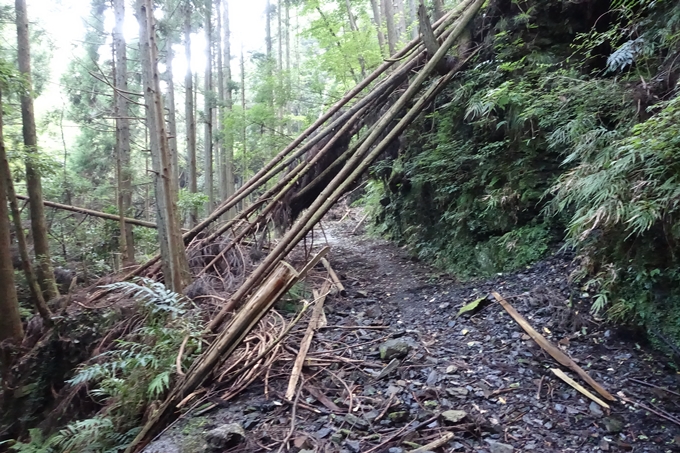 愛宕山_梨木谷林道　No30