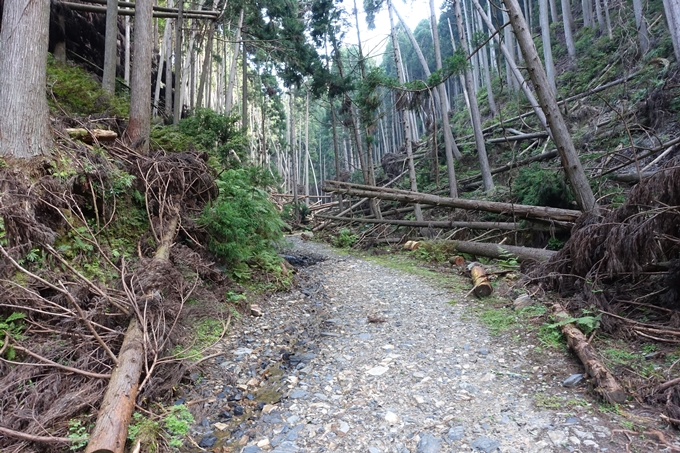 愛宕山_梨木谷林道　No36