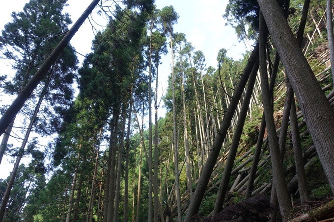 愛宕山_梨木谷林道　No37