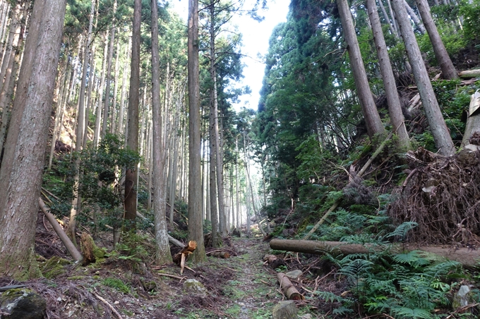 愛宕山_梨木谷林道　No40