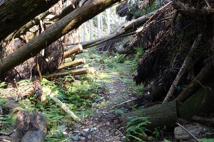 愛宕山_梨木谷林道　No43