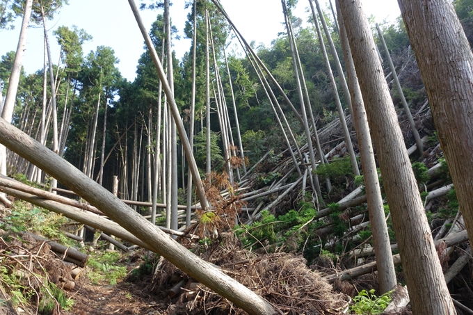 愛宕山_梨木谷林道　No55