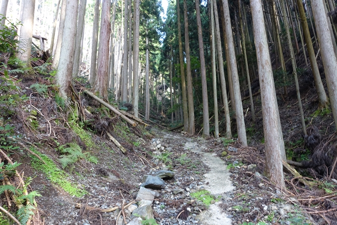 愛宕山_梨木谷林道　No57