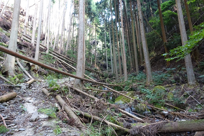 愛宕山_梨木谷林道　No58