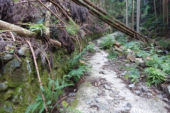 愛宕山_梨木谷林道　No59