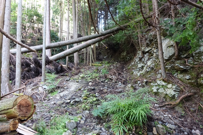 愛宕山_梨木谷林道　No63