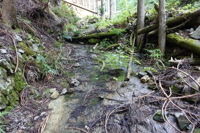 愛宕山_梨木谷林道　No65