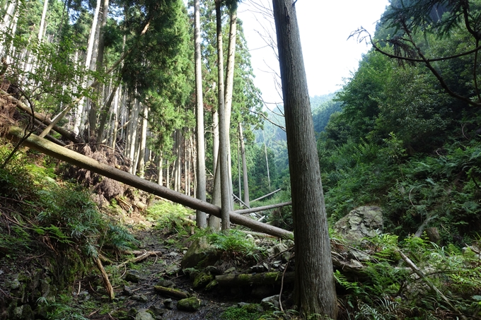 愛宕山_梨木谷林道　No66