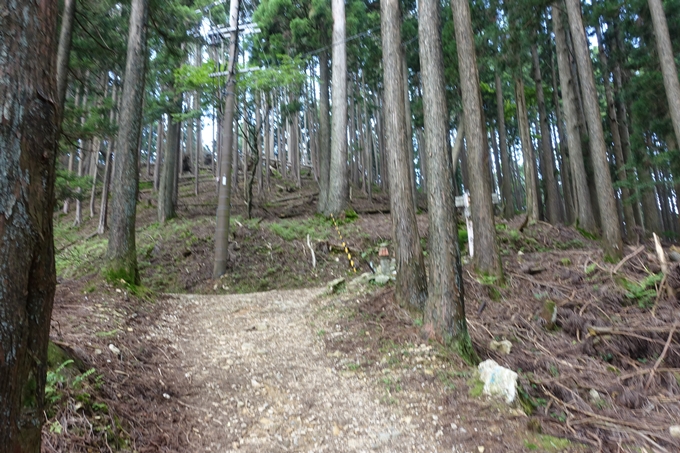 愛宕山_梨木谷林道　No102