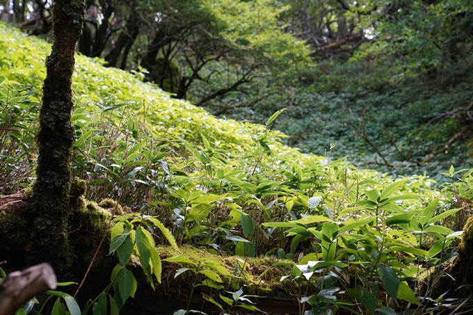 番外編_徳島県_剣山　No44