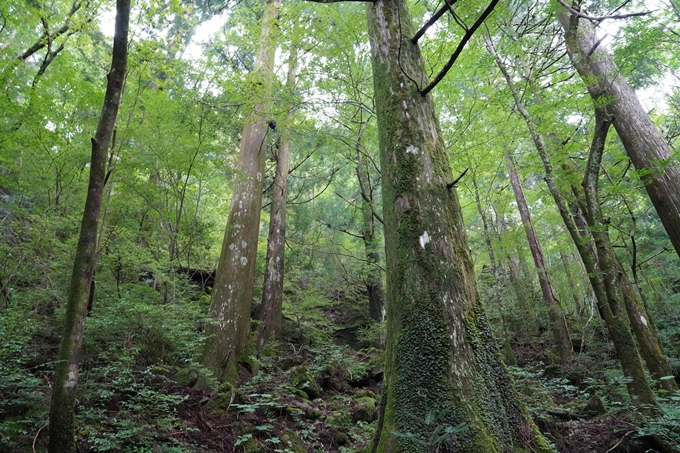 番外編_高知県_四万十川源流点　No17