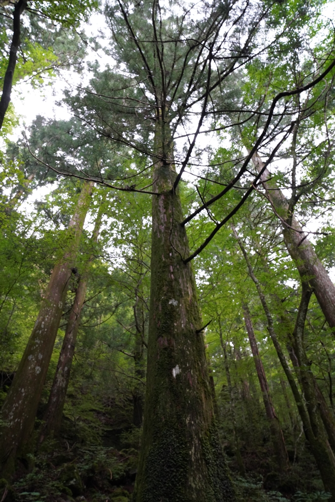 番外編_高知県_四万十川源流点　No18