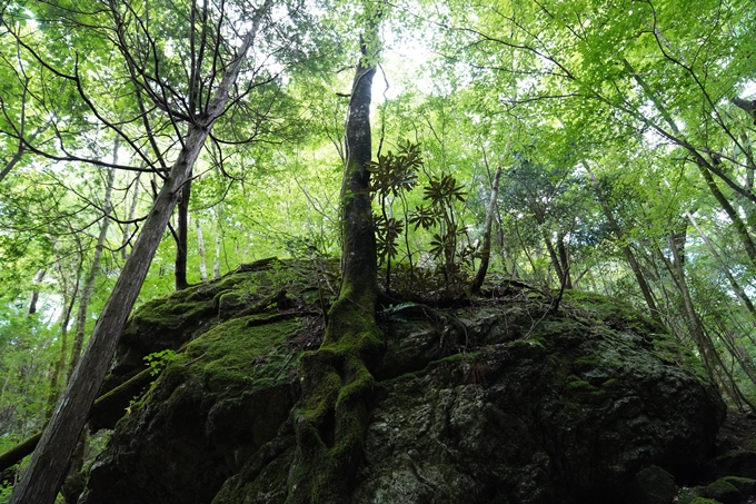 番外編_高知県_四万十川源流点　No58