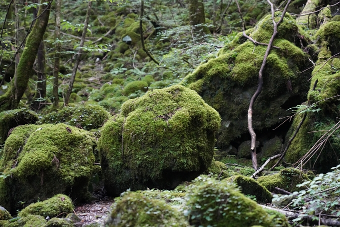 番外編_高知県_四万十川源流点　No60