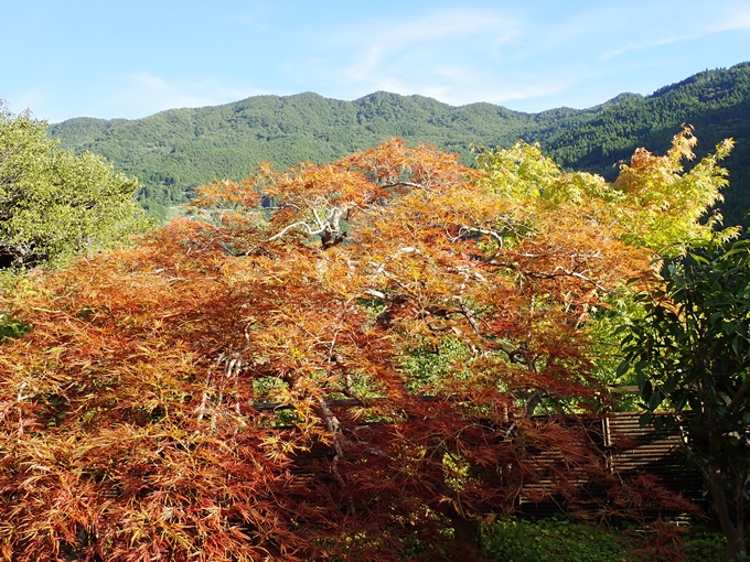 番外編_徳島県_祖谷　No64