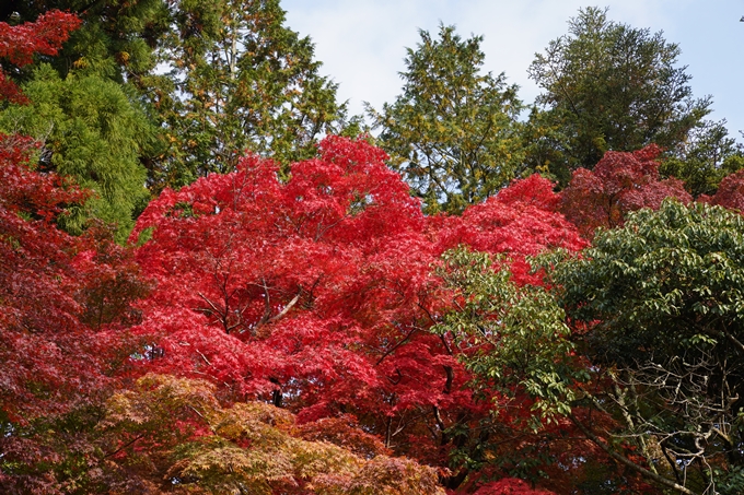 亀岡市_紅葉_01　No4