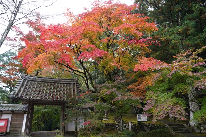 亀岡市_紅葉_01　No6