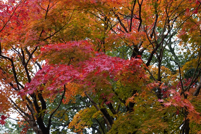 亀岡市_紅葉_01　No8