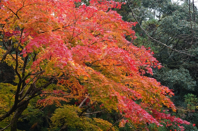 亀岡市_紅葉_01　No11