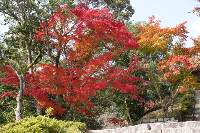 亀岡市_紅葉_01　No14