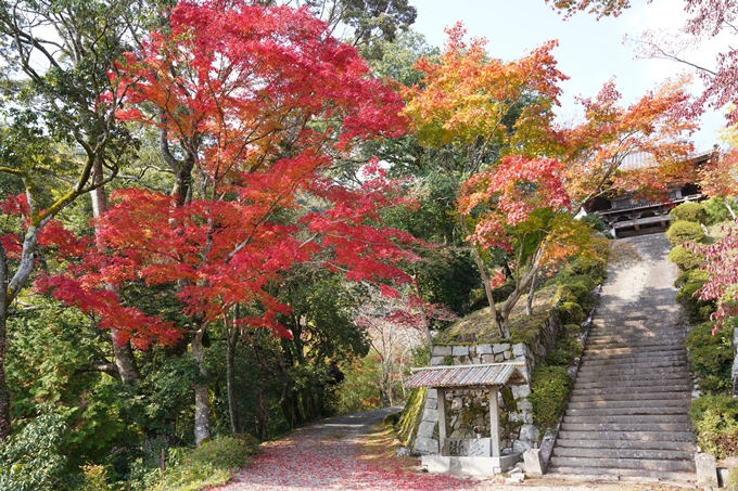 亀岡市_紅葉_01　No15