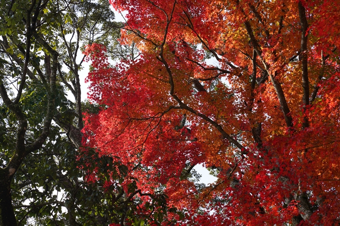 亀岡市_紅葉_01　No16