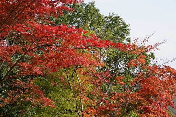 亀岡市_紅葉_01　No17